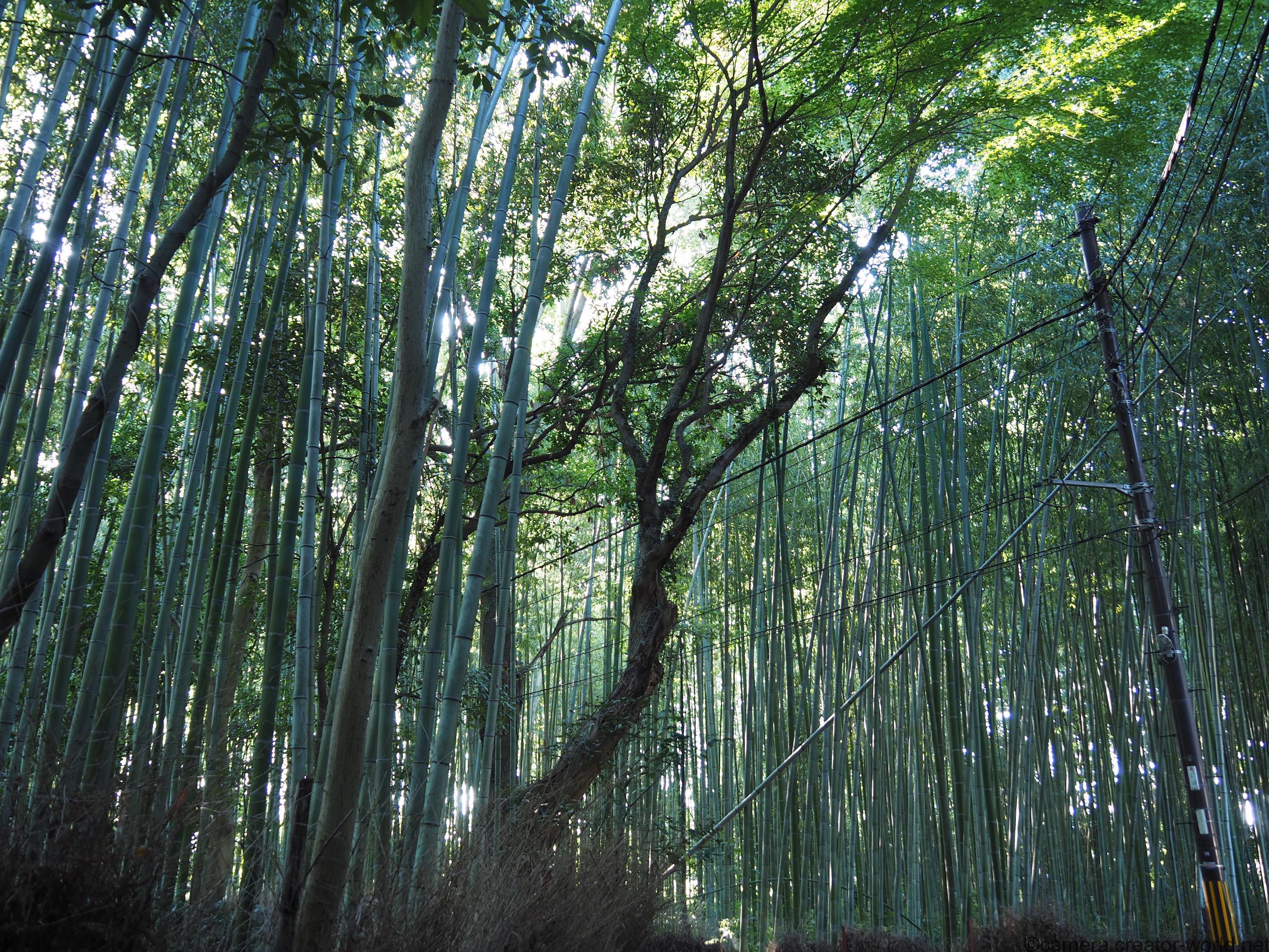 京都　嵯峨野　竹林の小径