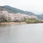 湖の桜