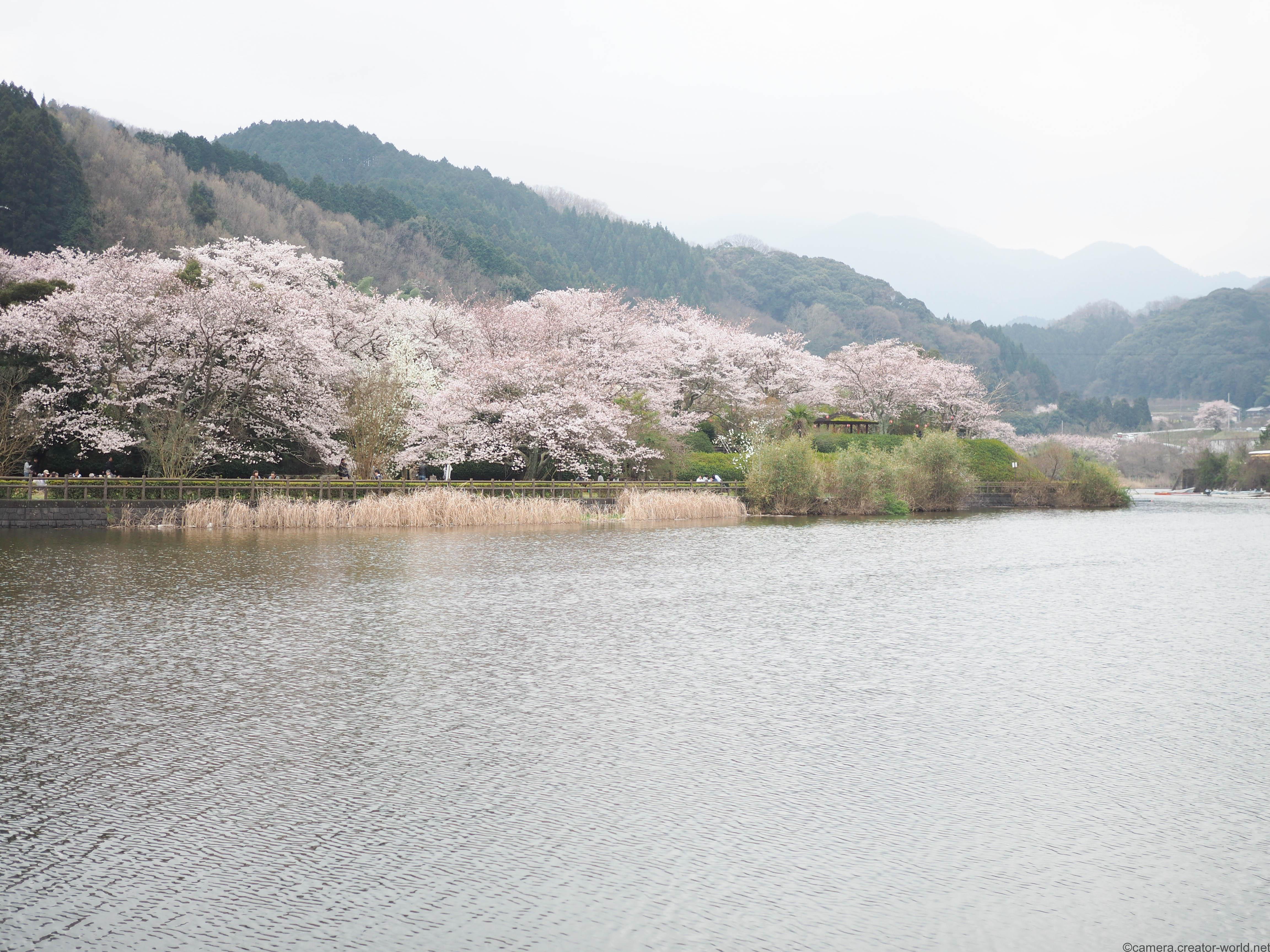 湖の桜